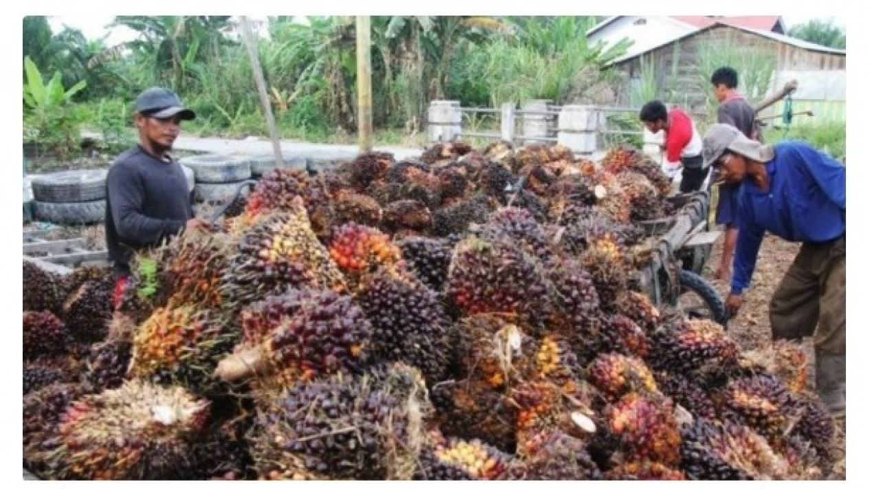 Temuan BPKP: 9 Juta Haktare Lahan Perkebunan Sawit Tak Membayar Pajak, Ini yang Dikatakan  Direktorat Jenderal Pajak
            - galeri foto