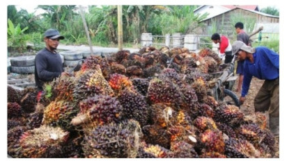 Temuan BPKP: 9 Juta Haktare Lahan Perkebunan Sawit Tak Membayar Pajak, Ini yang Dikatakan  Direktorat Jenderal Pajak