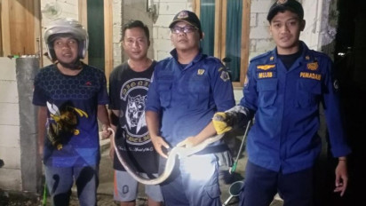 Terkejut, Dikira Sabuk Jatuh di Belakang Kulkas, ternyata ketika Dilihat Seekor Ular Kobra