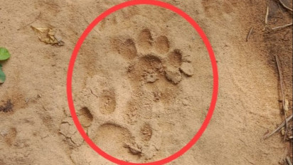 Geger! Untuk Pertama Kalinya, Warga Labusel Temukan Jejak Kaki Harimau