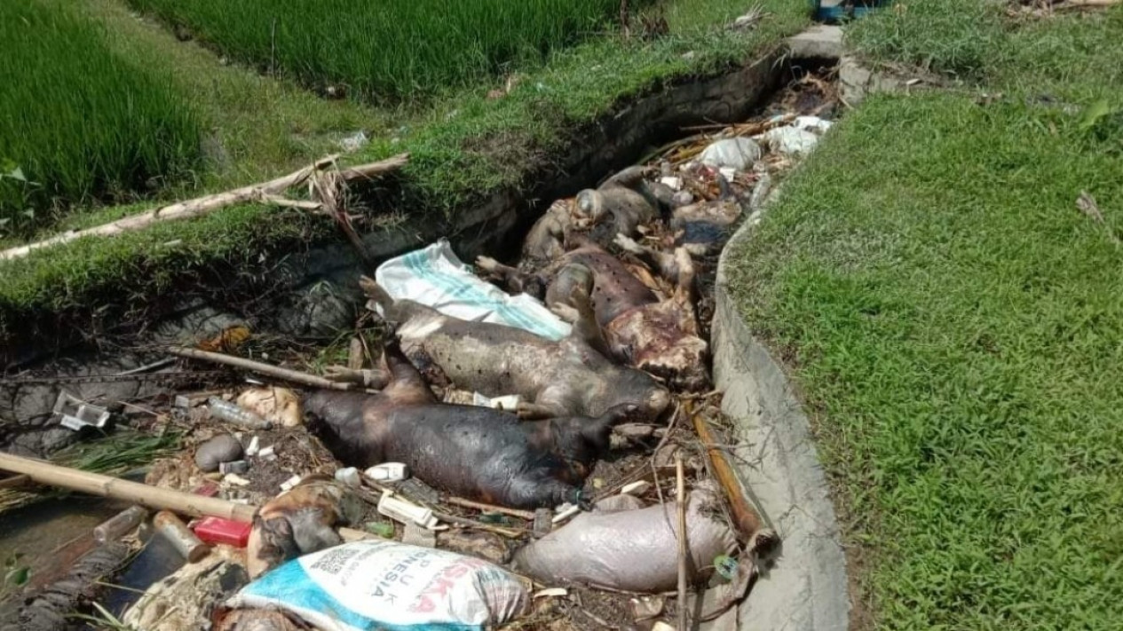 Bangkai Babi Sumbat Saluran Irigasi, Polisi : Sudah Dikuburkan dan Kita Selidiki Penyebabnya
            - galeri foto