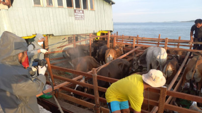 Kebutuhan Hewan Kurban di Karimun Diperkirakan Lebih dari 1000 Ekor, Pasokan Peternak Lokal Diutamakan