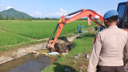 Penyebab Ribuan Babi Mati di Luwu Timur, Terjangkit Virus ASF
