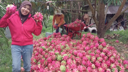 Menanam Buah Naga, Tanaman Liar Asal Meksiko, Pakai Metode Pupuk Organik Teknologi Nano