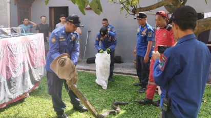 Rescue Semut Ireng Tangkap Ular Sepanjang 3,5 Meter di Rumah Warga Kota Malang
