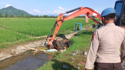 Belasan Ribu Babi Mati di Luwu Timur, Peternak Merugi Miliaran Rupiah