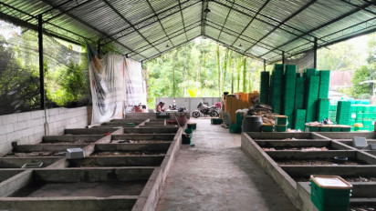 Harga Pakan Ternak Mahal, Pemuda Desa Siliragung Banyuwangi, Kembangkan Budidaya Maggot