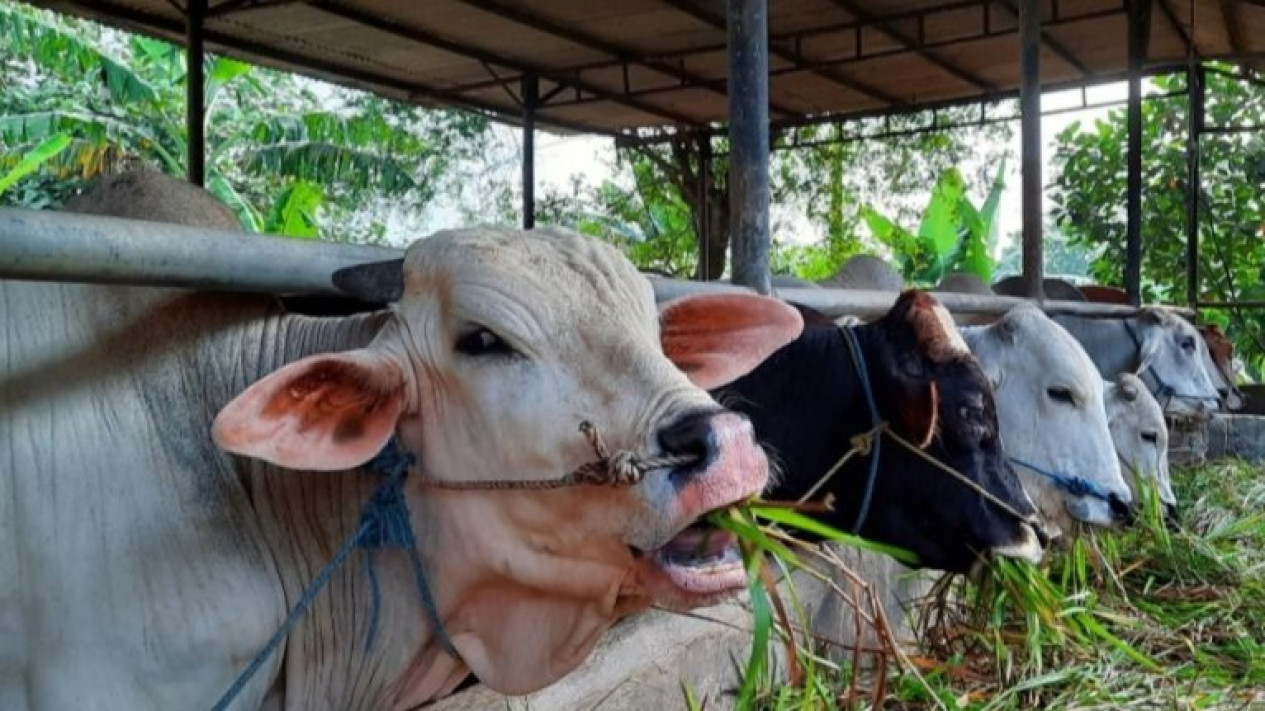 Awas! Kasus LSD Pada Sapi di Tangerang Capai 303 Ekor
            - galeri foto