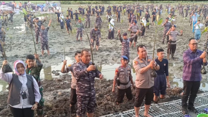 Perkuat Pertahanan Pantai di Surabaya, Koarmada II Tanam 20 Ribu Mangrove Serentak Dipimpin Jokowi
