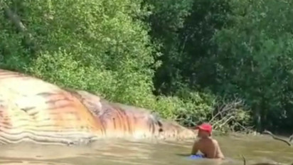 Ikan Paus dari Perairan Australia yang Terdampar di Pantai Kejawen Surabaya, akan segera Dievakuasi