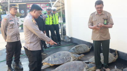 Penyelundupan Belasan Penyu Digagalkan Polres Jembrana, Amankan 18 Ekor Penyu