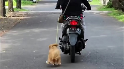 Perempuan Pelaku Penyeretan Anjing yang Viral di Bali, Wajib Lapor dan Terancam 3 Bulan Penjara