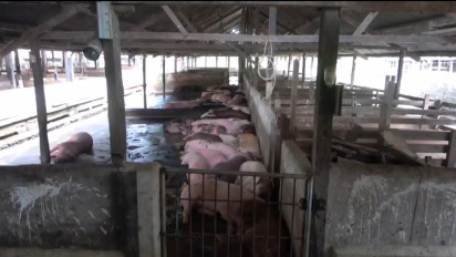 Wabah Virus ASF Menyebar, Ribuan Ekor Babi di Gowa Mati   