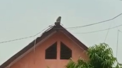 Resahkan Warga, Monyet Liar Masuk Komplek SD di Pasuruan