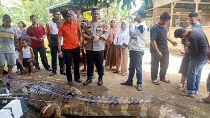 Warga Tangkap Buaya Ganas yang Terkam Ibu dan Anak di Labura