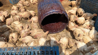 Banyaknya Acara Hajatan Usai Lebaran, Harga Ayam Naik Tajam di Medan