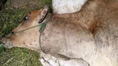 396 Ekor Sapi di Lampung Terjangkit Penyakit LSD