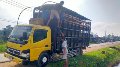 Pengiriman Dilakukan Menggunakan Jalur Darat, Virus Flu Babi Mengancam Kalimantan Barat