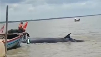 Viral, Nelayan Sei Beromang Selamatkan Ikan Paus Terdampar di Perairan Panipahan
