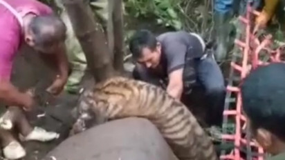 Harimau Sumatera Terperangkap Jerat Babi Berhasil Dievakuasi