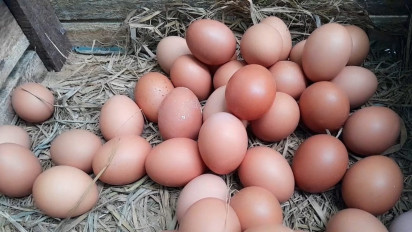Pasokan Tidak Normal, Harga Telur Naik Signifikan di Sejumlah Pasar Tradisional Kota Probolinggo