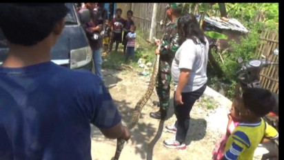 Seekor Ular Phyton di Bangkalan, Madura, ditemukan Melilit di Mobil Rombongan Anggota TNI