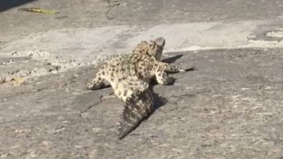 Viral, Penampakan Buaya Muara Hebohkan Warga Pamekasan, Madura