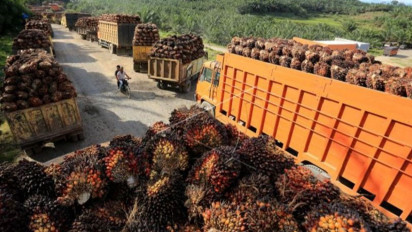Bursa CPO Untungkan Asing, Petani Makin Terpuruk