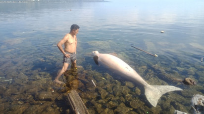 Duh Kasihan! Dugong Terdampar di Pantai Arteri Mamuju dan Sudah Mati
