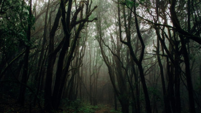 Seruan Peduli Hutan: Suara Rakyat Kalimantan Tengah untuk Bumi yang Semakin Gersang