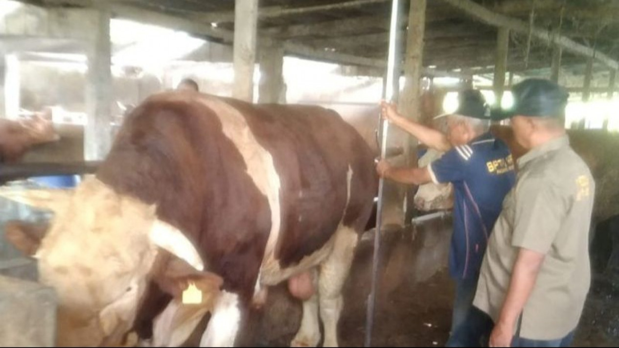 3 Ekor Sapi Asal Agam Kembali Diusulkan Jadi Hewan Kurban Presiden Jokowi
            - galeri foto