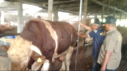 3 Ekor Sapi Asal Agam Kembali Diusulkan Jadi Hewan Kurban Presiden Jokowi