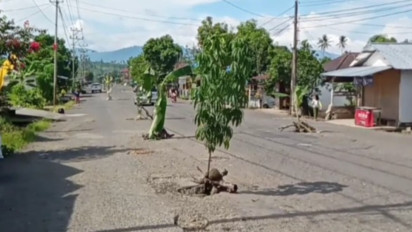 Protes Jalan Rusak Tak Kunjung Diperbaiki Warga Kelurahan Upai Kotamobagu Tanam Puluhan Pohon Pisang
