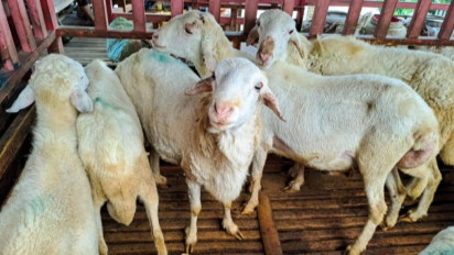 Mana yang Didahulukan, Kurban dulu atau Aqiqah? Jawaban Buya Yahya Ternyata...