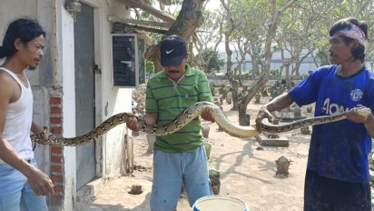 Dikira Kayu, Warga Wonoayu Sidoarjo, Tangkap Ular Sanca Bobot 8 Kg dan Panjang 3 Meter