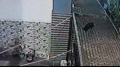 Viral Sosok Diduga Babi "Mondar-mandir" Depan Rumah Warga, Netizen Heboh