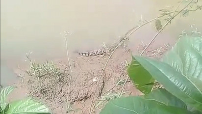 Awas!! Ada Buaya di Sungai Cidurian, Warga Diimbau Menjauh dari Sungai