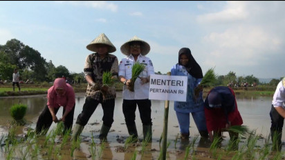 Pulang Kapung Ke Takalar, Menteri Pertanian Syahrul Yasin Limpo Tanam Padi Perdana Bersama Warga Kalelantang