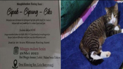 Bikin Heboh...! Seorang Warga Banyuwangi Gelar Pesta Besar Rayakan Sunatan Tiga Ekor Kucing