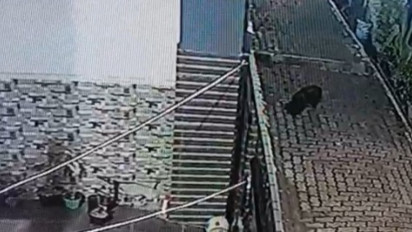 Video Babi Ngepet Jilid II di Kota Depok Viral di Media Sosial, Polisi Cek ke Lapangan