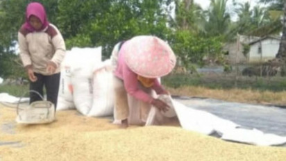 Pelarangan Gabah Keluar Lampung Mengancam Ekonomi Petani