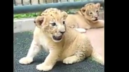 Kabar Gembira... Kebun Binatang Surabaya Punya Koleksi Satwa Baru, 2 Anak Singa Lahir Selamat, Ini Namanya