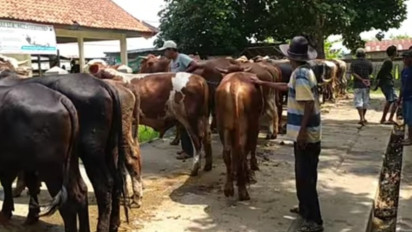 DKPP Batam Temukan 10 Sapi Ilegal dari Jambi yang Masuk Melalui Pelabuhan Tak Resmi
