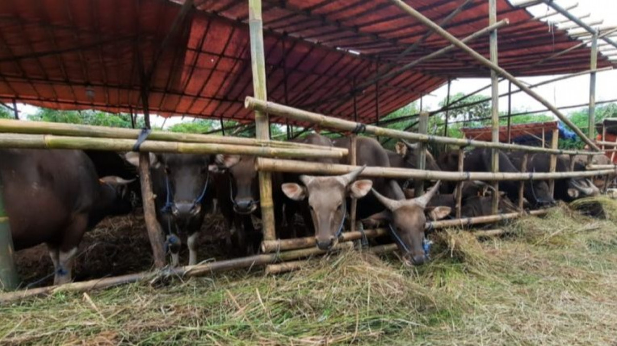MUI Bekasi Imbau Warga Pilih Hewan Kurban Sehat dan Sesuai Ketentuan Syariat
            - galeri foto