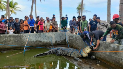 BBKSDA Sulsel Evakuasi Buaya Besar Usia 30 Tahun dari Pantai Tile-Tile Selayar