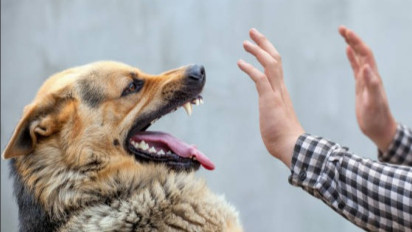 Hati-hati, Ternyata Ini 5 Hewan yang Tidak Boleh Anda Pelihara Menurut Ustaz Khalid Basalamah, Hewan Kesayangan Anda Termasuk?