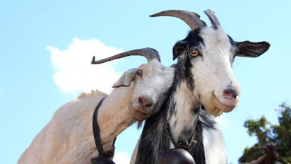 Hukum Kurban dengan Kambing Betina Menurut Buya Yahya, Ternyata...