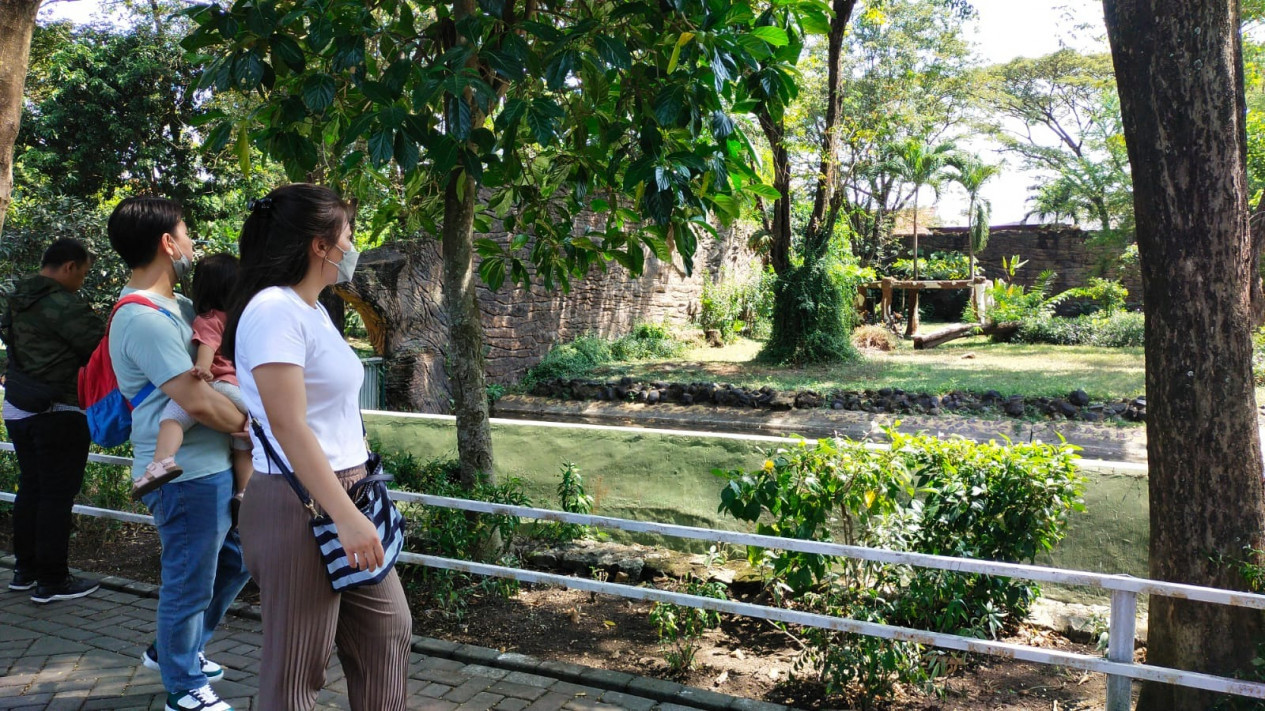 Wisata Taman Satwa Kebun Binatang Surabaya masih Jadi Favorit saat Liburan
            - galeri foto