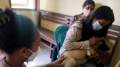 11 Kecamatan di Timor Tengah Selatan Diserang Kasus Gigitan Anjing