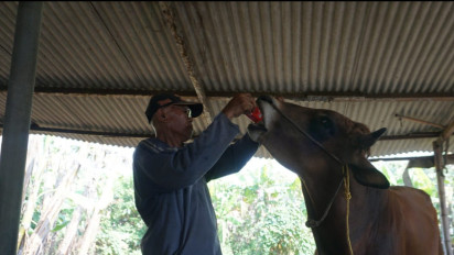 Cegah Penularan Virus LSD, Peternak Sapi di Sidoarjo Lakukan Berbagai Upaya Mandiri 
